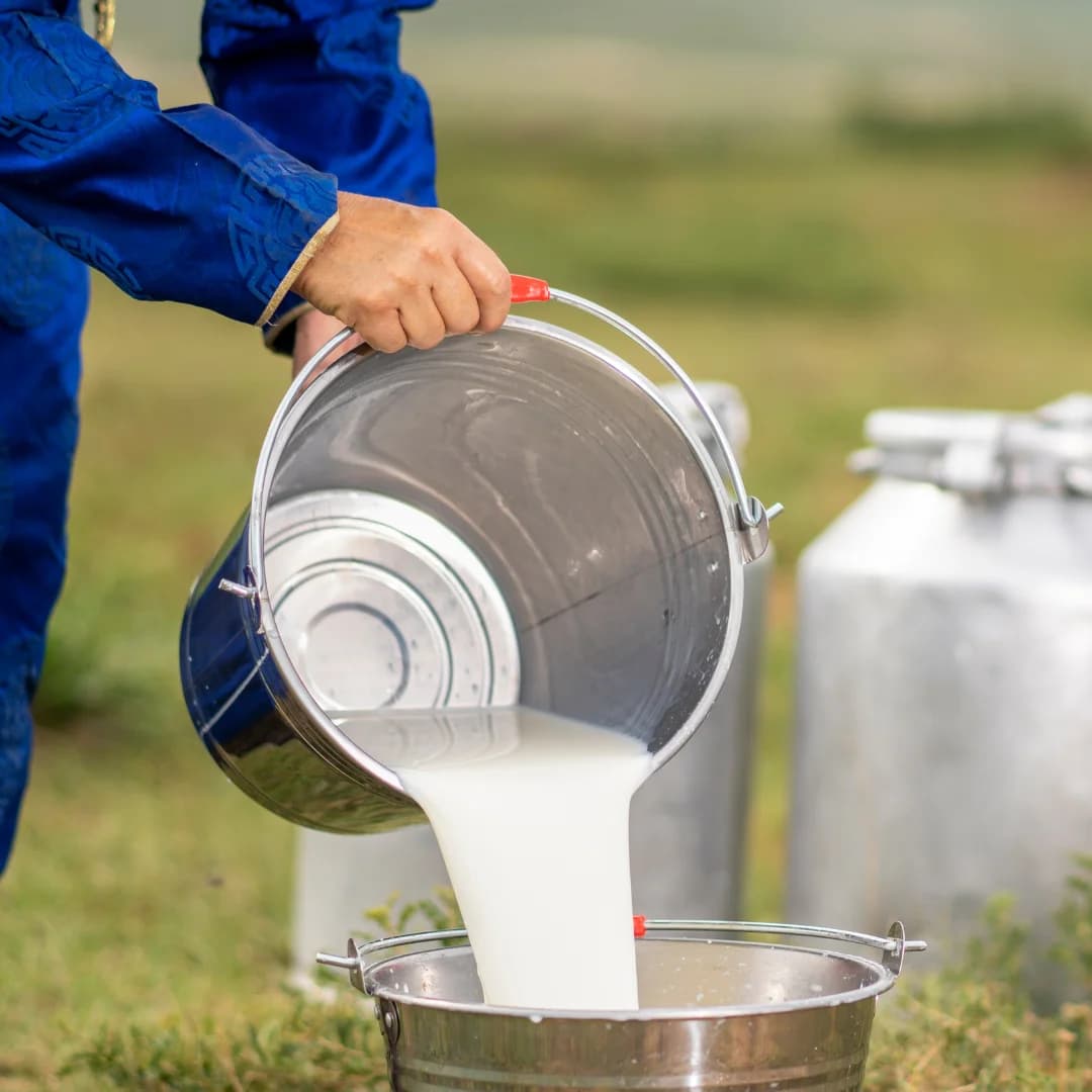Person changing fresh milk from bucket in cow house dairy farm