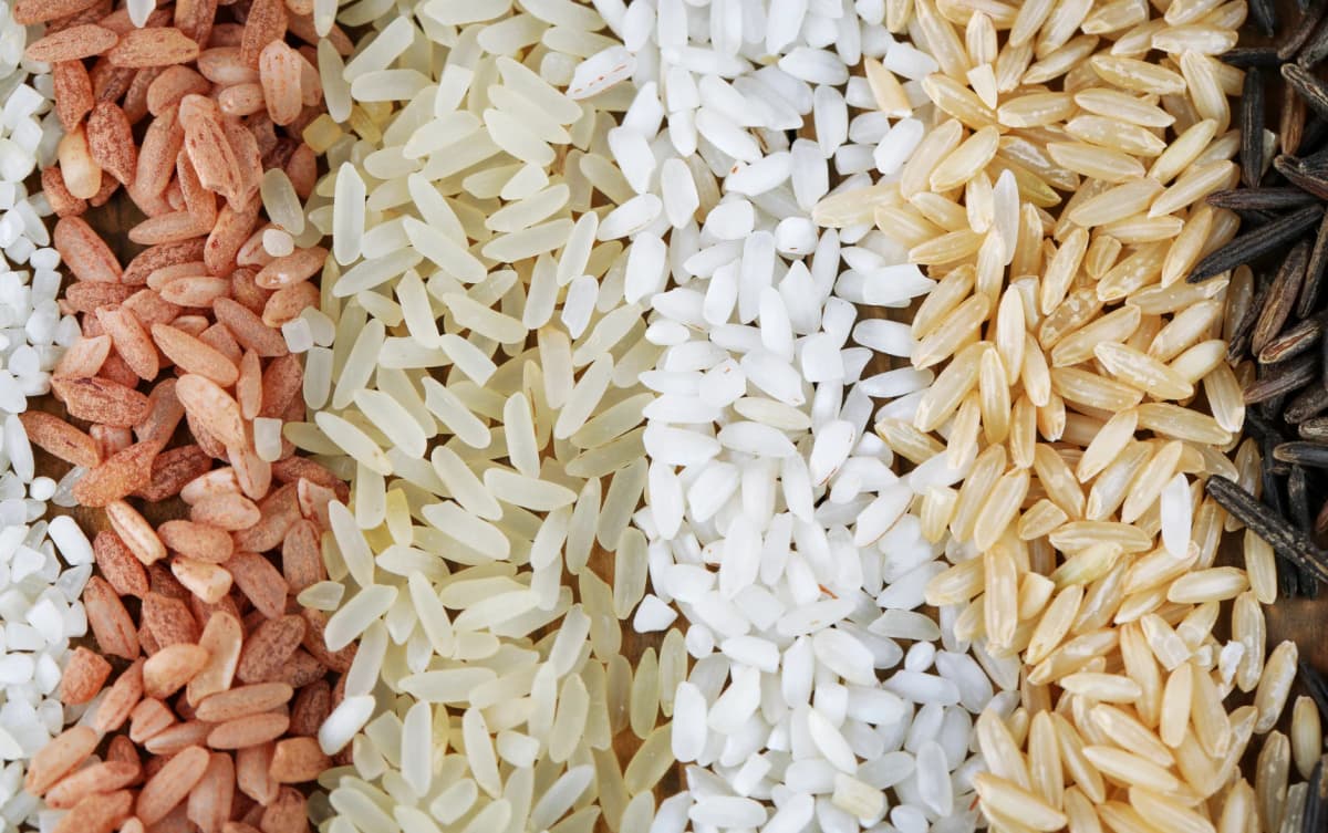 zoomed view of different types of rices