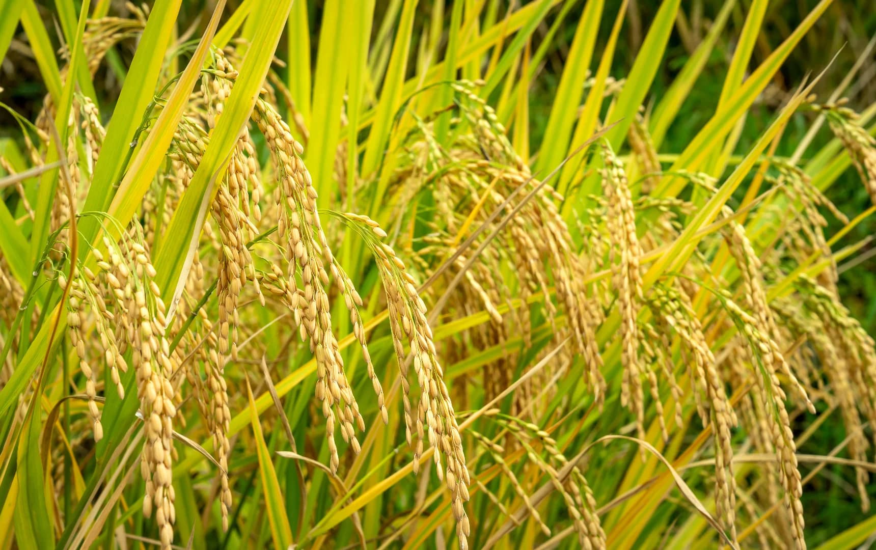 Green rice plant in a field